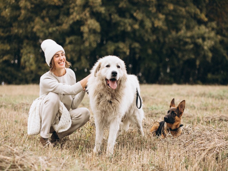 De Gezonde Hond: Balans tussen Voeding, Welzijn en Spel